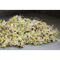 Kitchen Garden Cabbage Chinese Michelli Sprouting Seeds